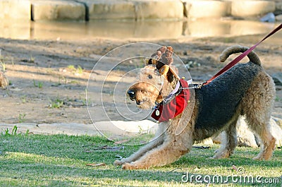 Funny cheeky Airedale Terrier dog ready to play