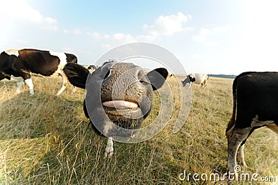 Funny Cow on meadow with grass