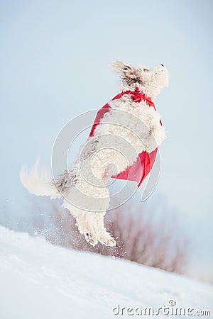 Funny curly super dog flying