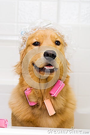 Funny dog with hair curlers and a shower cap