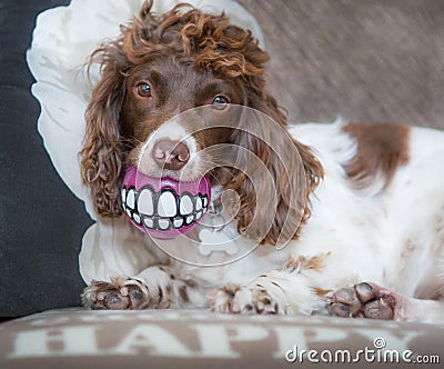 Funny dog teeth