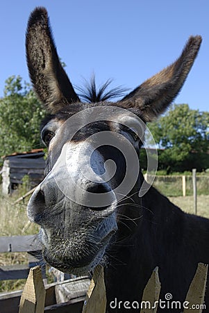 Funny donkey