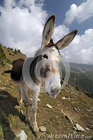 Funny donkey, Equus africanus asinus