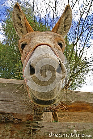 Funny donkey portrait