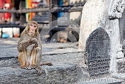 Funny eating monkey in Monkey temple