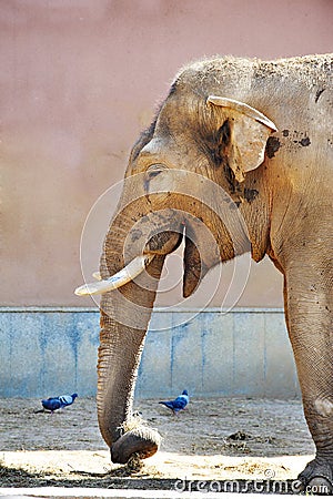 Funny elephant in a zoo