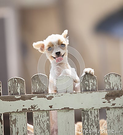 Funny face of pomeranian dog climbing wooden fence of home to ou