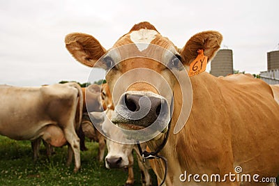 Funny Faced Cow