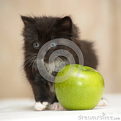 Funny fluffy black and white kitten