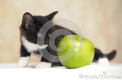 Funny fluffy black and white kitten