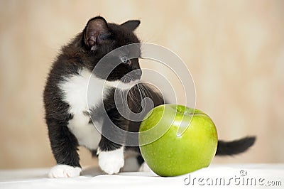 Funny fluffy black and white kitten