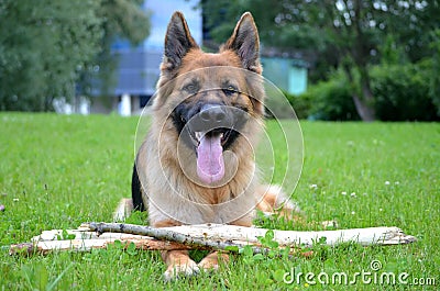 Funny German shepherd with stick