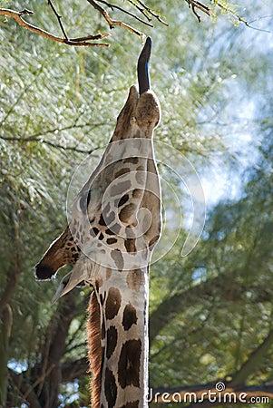Funny giraffe sticking out tongue