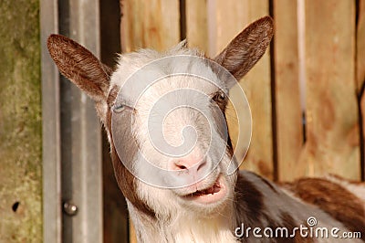 Funny goat