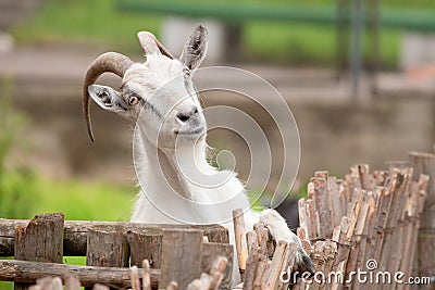 Funny goat