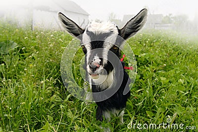 Funny goat