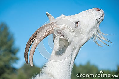 Funny goat s portrait