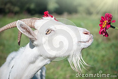 Funny goat s portrait