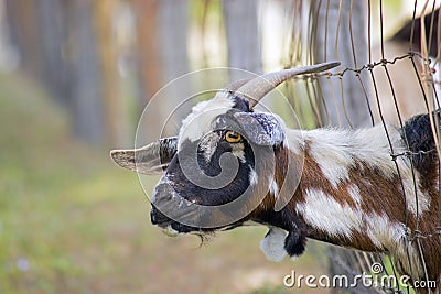 Funny Goat Staring At Camera