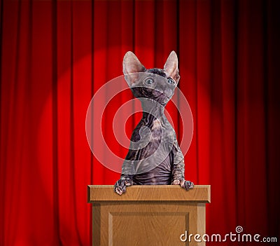 Funny hairless cat standing on a rostrum
