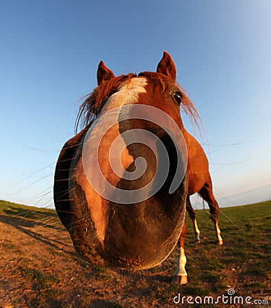 Funny horse by fisheye lens and blue sky