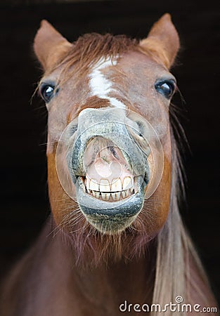 Funny horse portrait