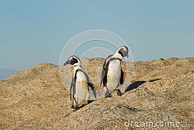 Funny Jackass Penguins