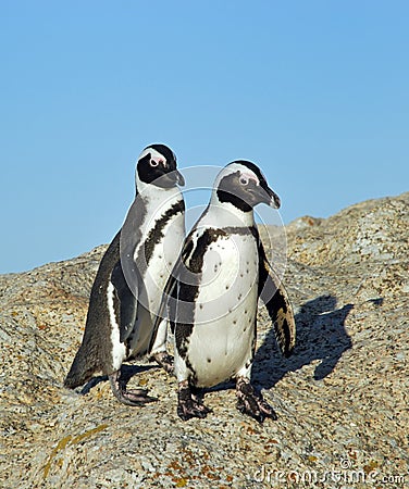 Funny Jackass Penguins