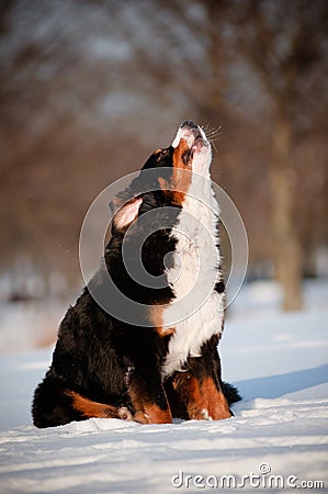 Funny large dog howling and barking