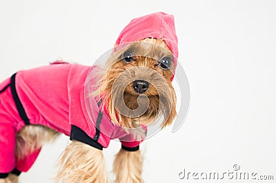 Funny little dog in pink clothes with a hood