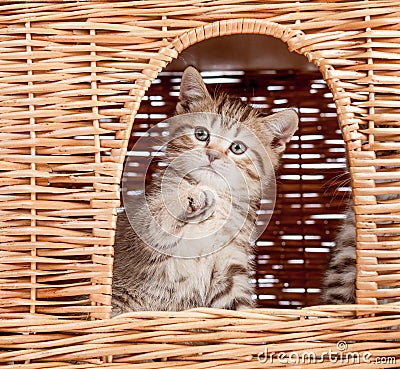 Funny little kitten inside wicker cat house