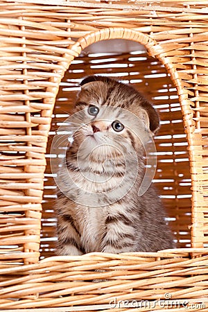 Funny little kitten sitting inside cat house