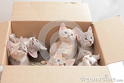 Funny little kittens in a box