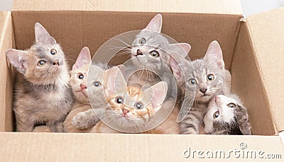 Funny little kittens in a box