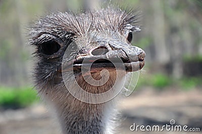 Funny look ostrich bird