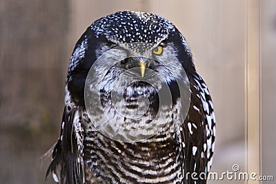 Funny Owl Winkingwith one eye