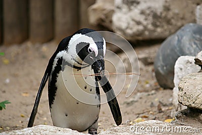 Funny Penguin