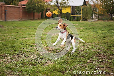 Funny Playful Beagle Dog