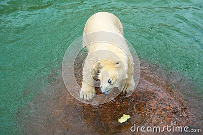 Funny polar bear cub and water-melon crust