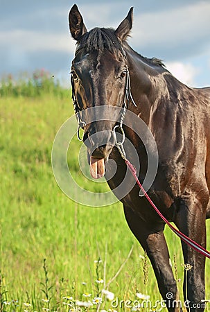 Funny portrait of cute black horse in green field
