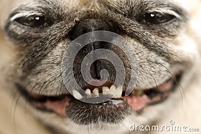 Funny Pug Face