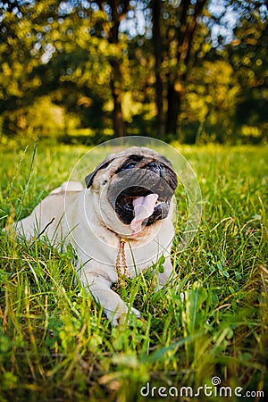 Funny Pug