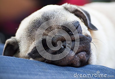 Funny pug puppy sleeps on hands