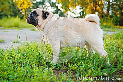 Funny Pug