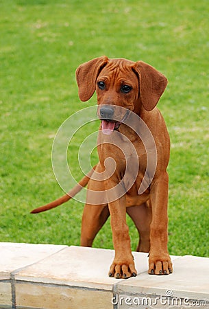 Funny Rhodesian Ridgeback puppy