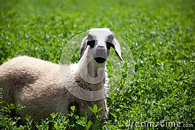 Funny sheep in clover field