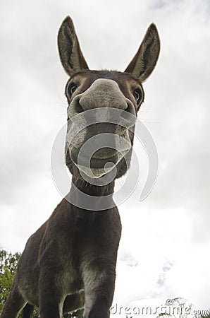Funny and Silly Jackass or Donkey
