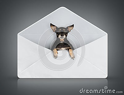 Funny small dog in post cover