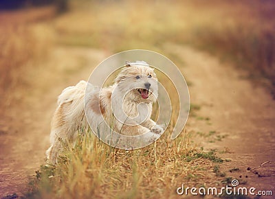 Funny smiling dog in summer