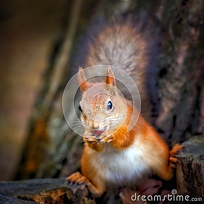 Free Stock Photos on Funny Squirrel Royalty Free Stock Image   Image  28030096